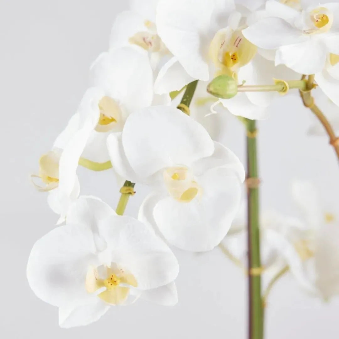 Arranjo de Orquídea Branca Artificial - sem vaso