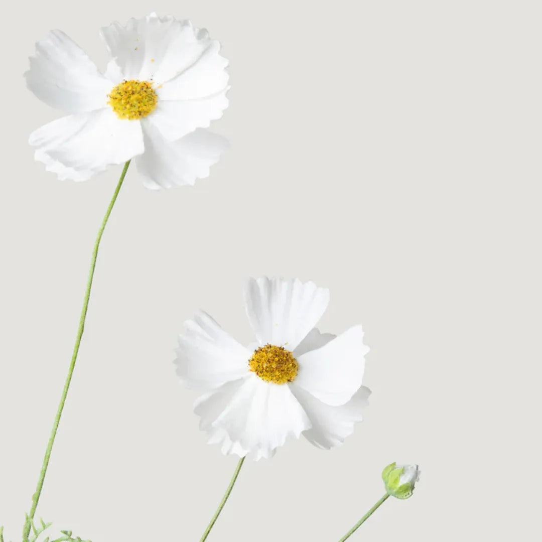 Flor Artificial Cosmos Margarida Silvestre Branca - sem vaso