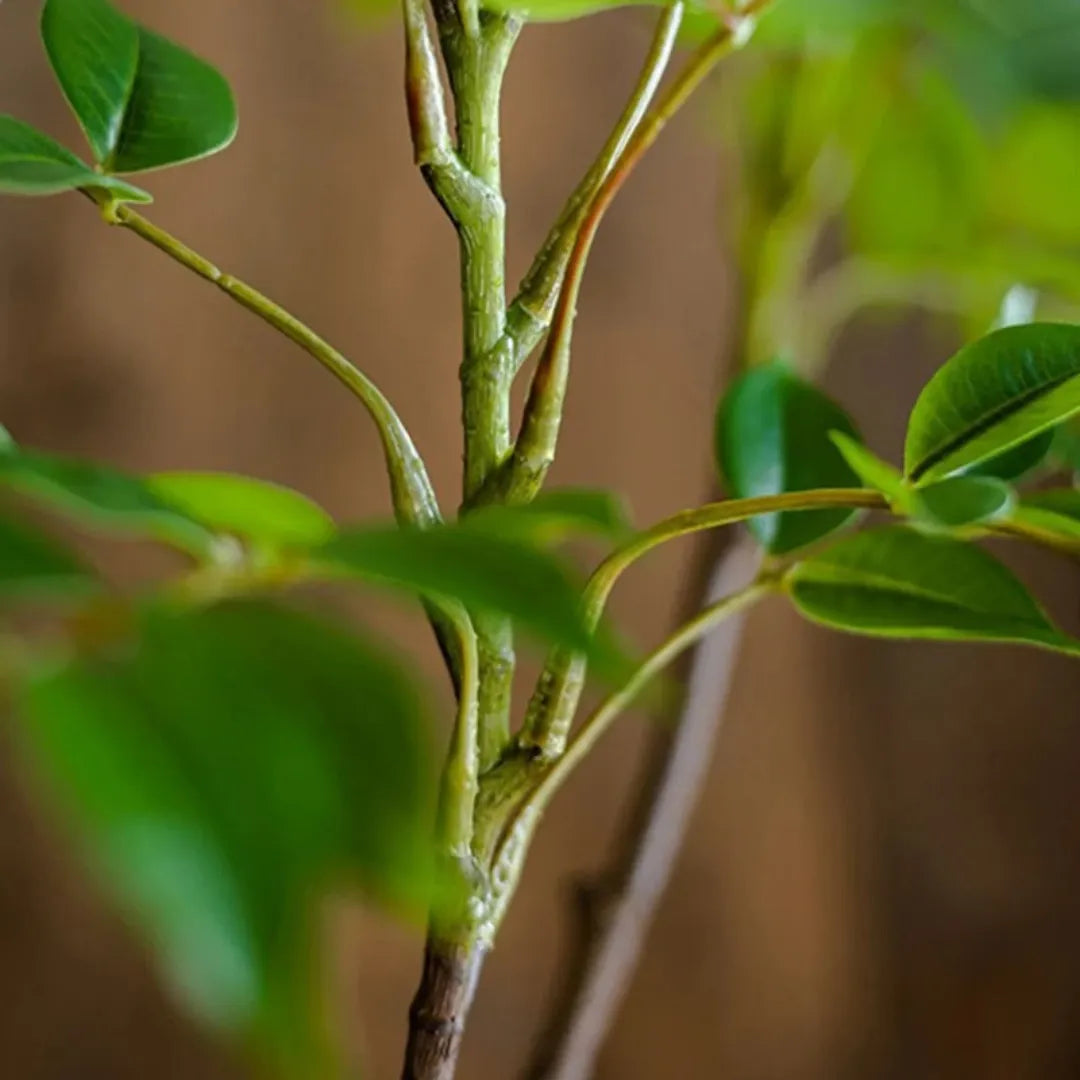 Planta Artificial Ficus de Plástico - sem vaso